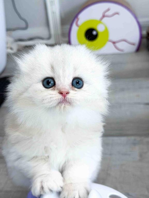 HTX Estelle Scottish Fold Longhair Silver Shaded photo 12