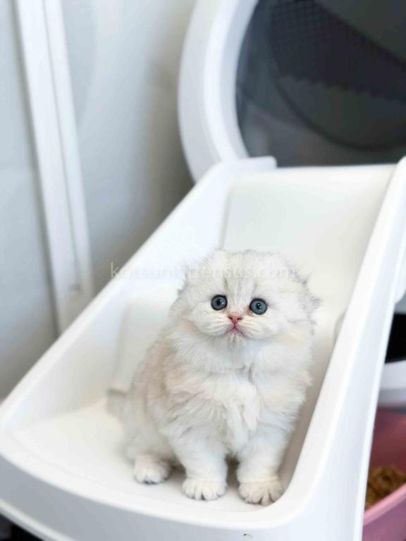 HTX Estelle Scottish Fold Longhair Silver Shaded photo 21