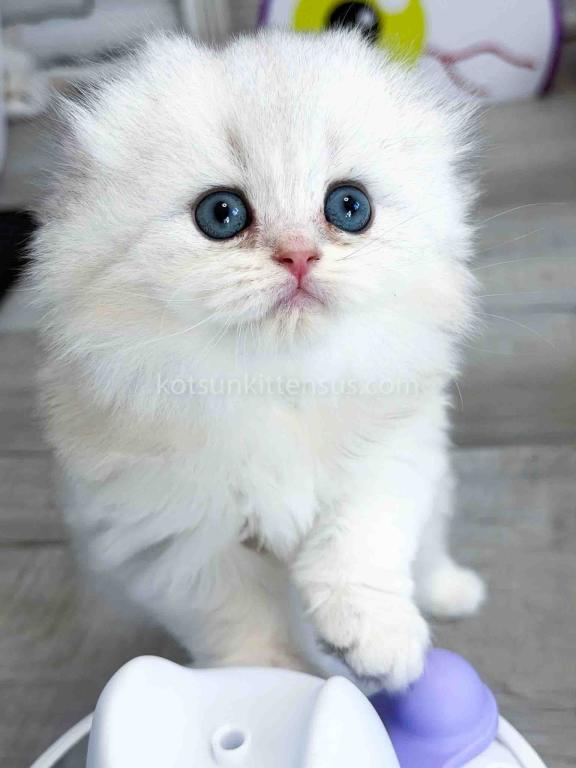 HTX Estelle Scottish Fold Longhair Silver Shaded photo 7