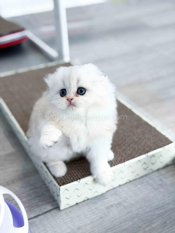 HTX Estelle Scottish Fold Longhair Silver Shaded photo 13