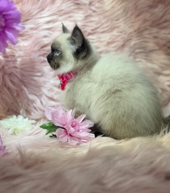 Purebred Ragdoll photo 4