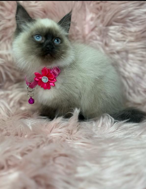 Purebred Ragdoll photo 7