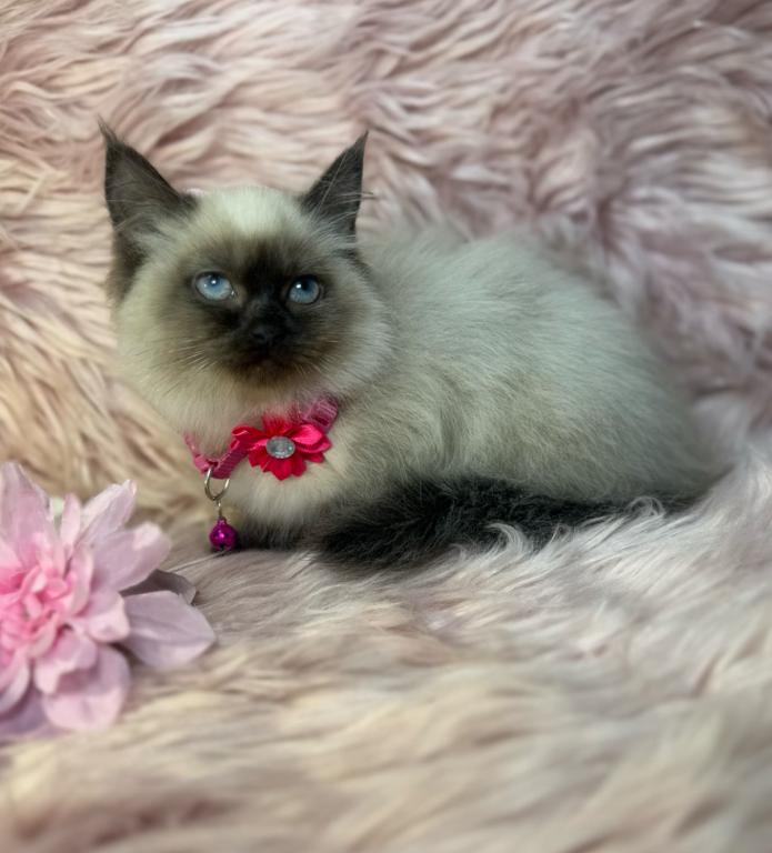 Purebred Ragdoll photo 6