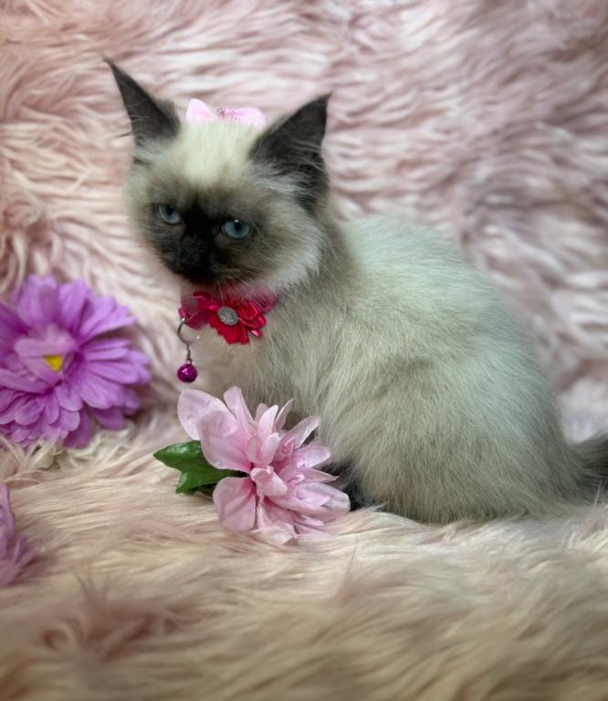 Purebred Ragdoll photo 9