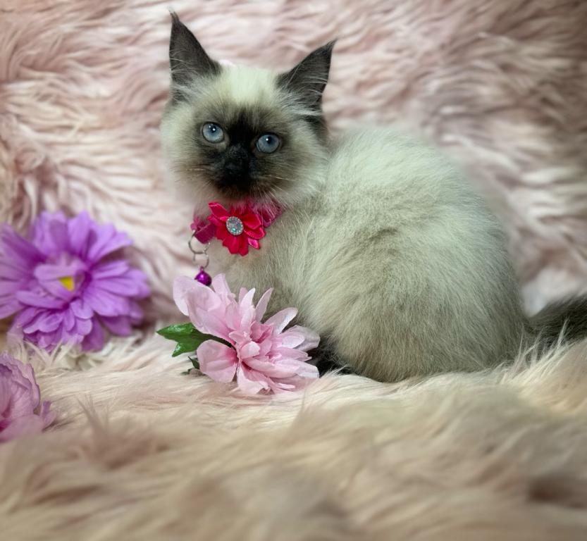 Purebred Ragdoll photo 8