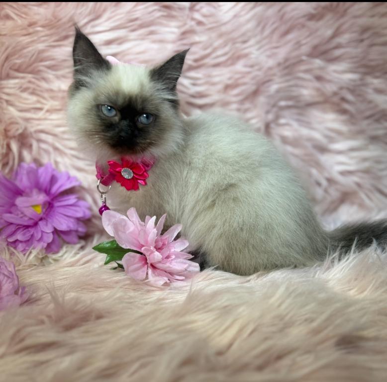 Purebred Ragdoll photo 2