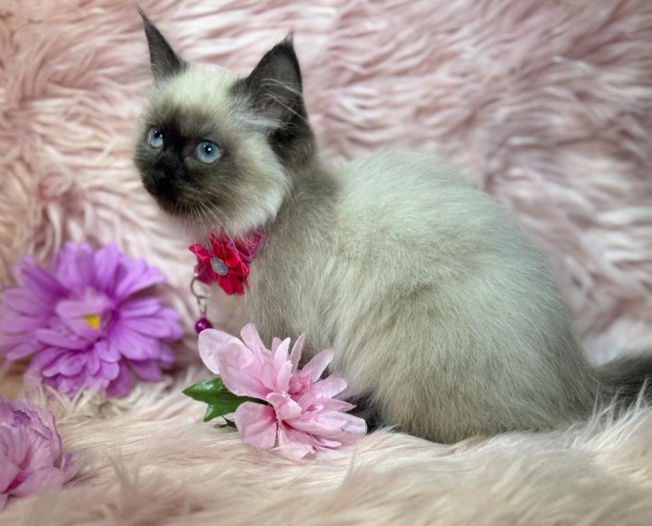 Purebred Ragdoll photo 10