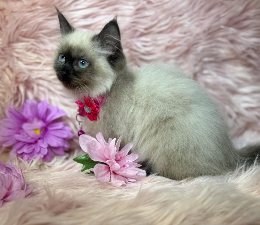 Purebred Ragdoll photo 3
