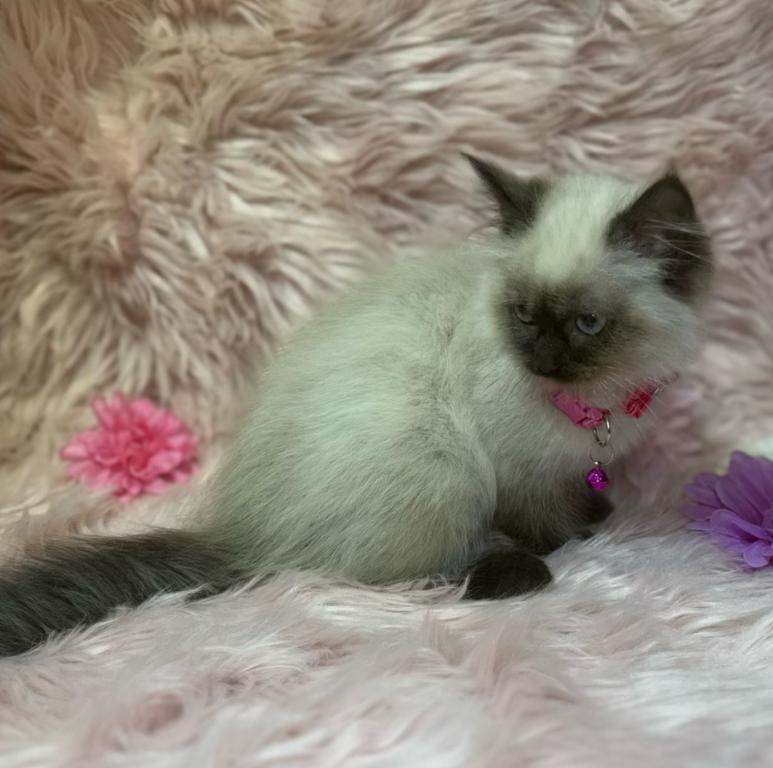 Purebred Ragdoll photo 5