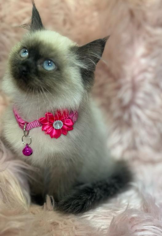 Purebred Ragdoll photo 1