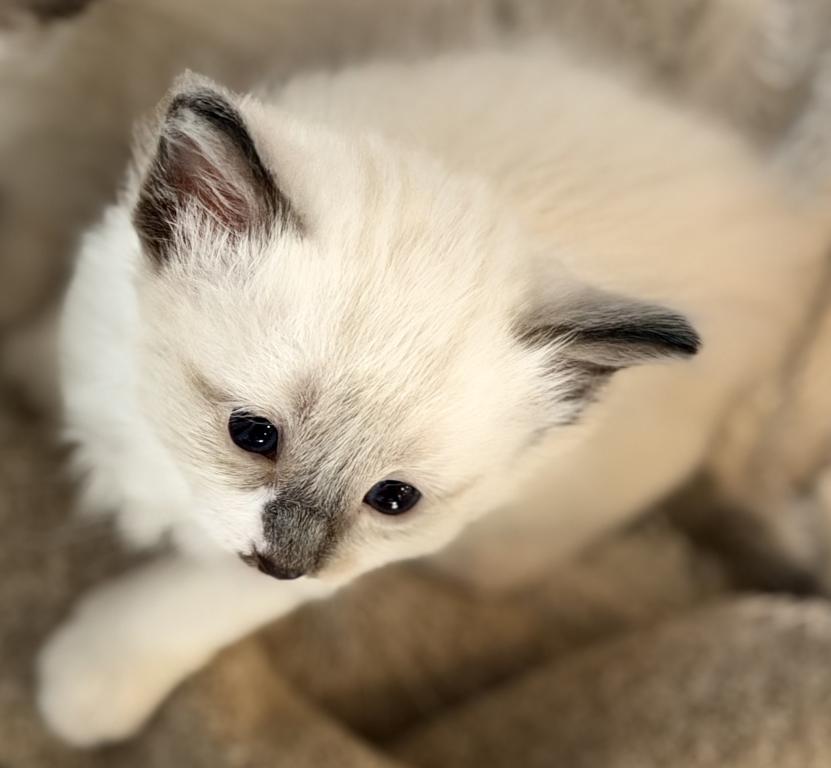 Blue Eyed Ragdoll Balinese Mix Kittens photo 9
