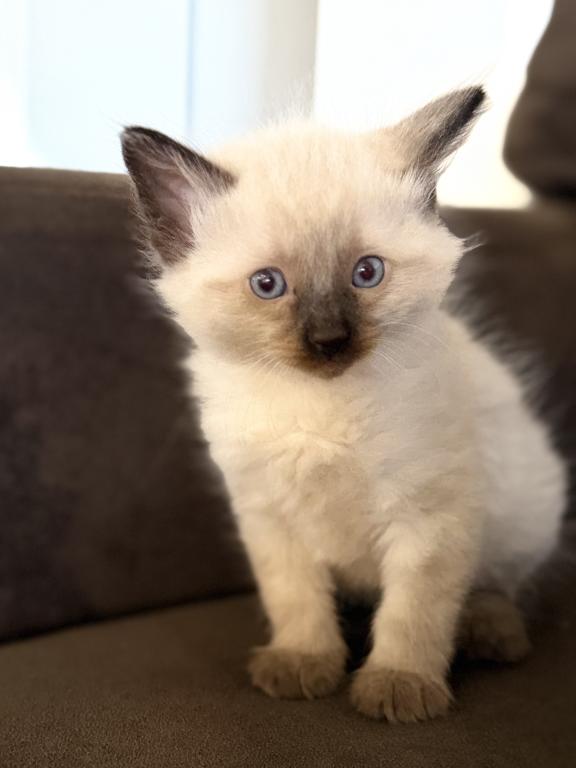 Blue Eyed Ragdoll Balinese Mix Kittens photo 21