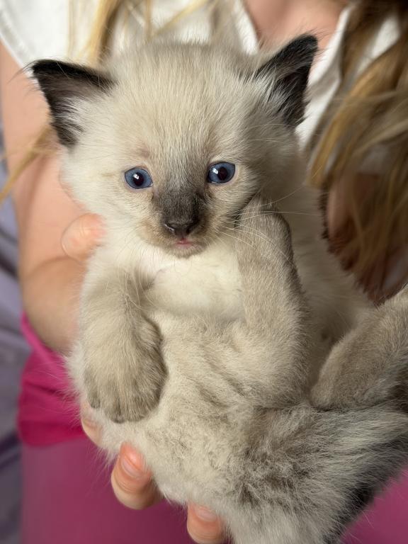 Blue Eyed Ragdoll Balinese Mix Kittens photo 15