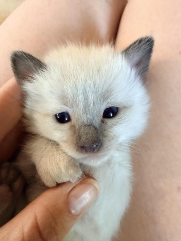 Blue Eyed Ragdoll Balinese Mix Kittens photo 34