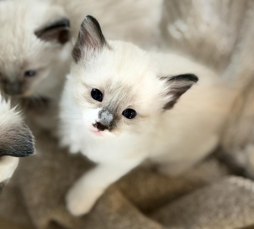 Blue Eyed Ragdoll Balinese Mix Kittens photo 18