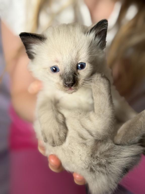 Blue Eyed Ragdoll Balinese Mix Kittens photo 11