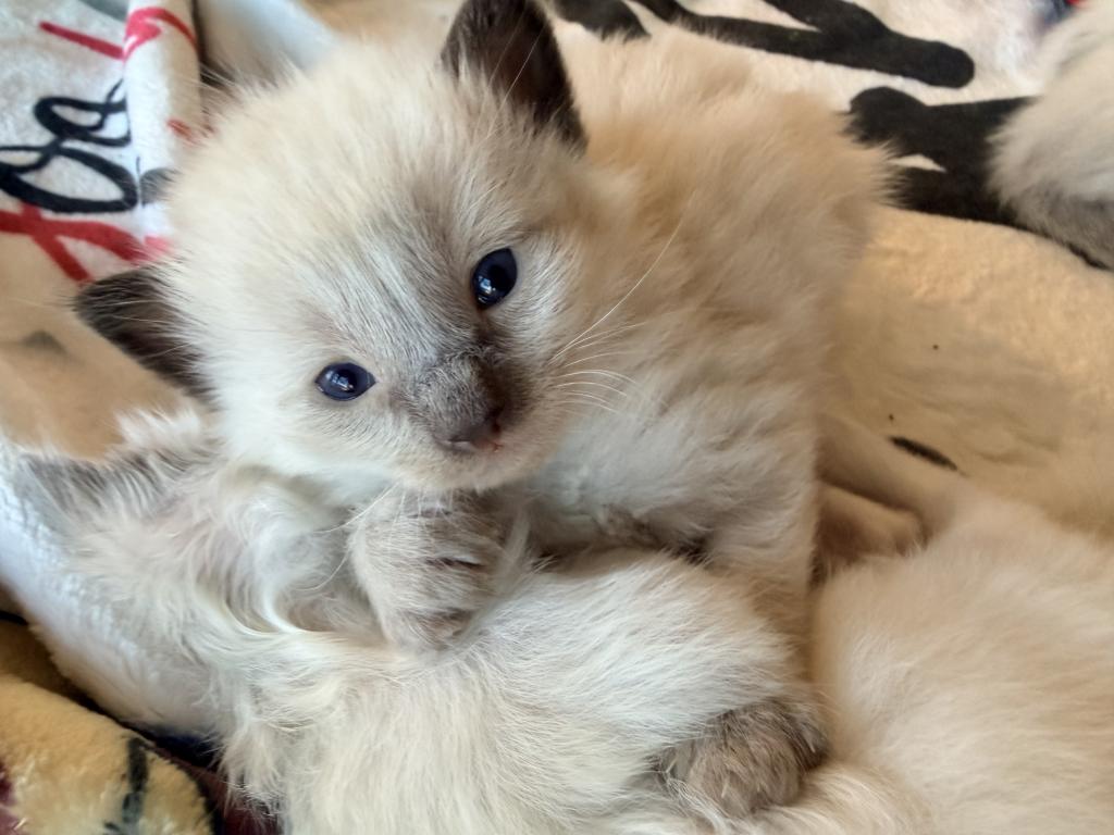 Blue Eyed Ragdoll Balinese Mix Kittens photo 25