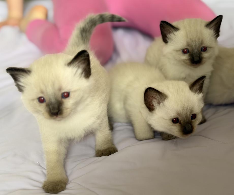 Blue Eyed Ragdoll Balinese Mix Kittens photo 7