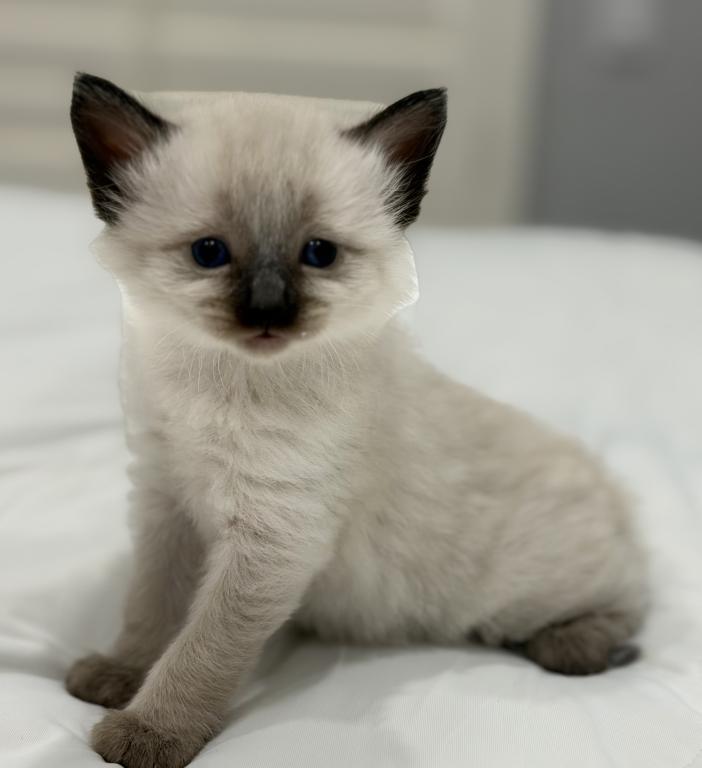 Blue Eyed Ragdoll Balinese Mix Kittens photo 3