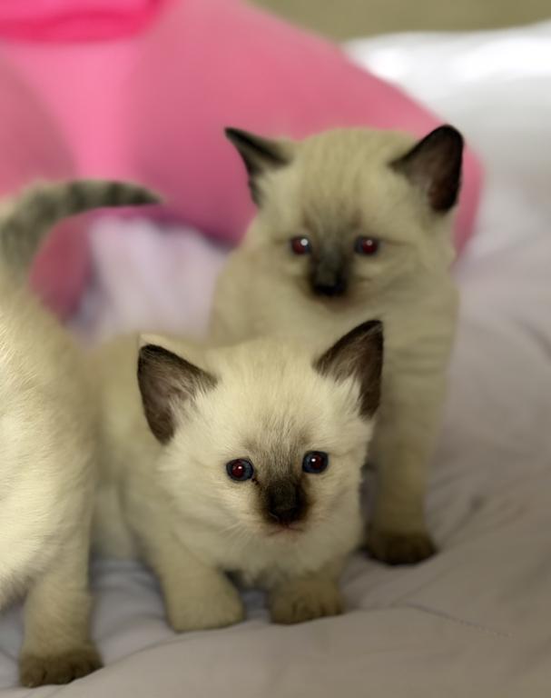 Blue Eyed Ragdoll Balinese Mix Kittens photo 13