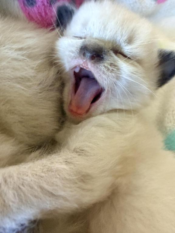 Blue Eyed Ragdoll Balinese Mix Kittens photo 31