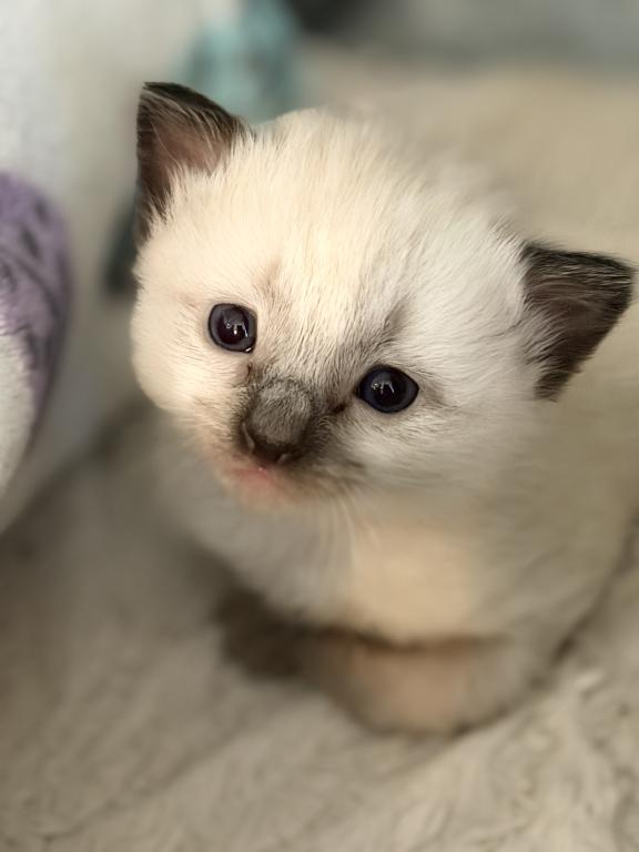Blue Eyed Ragdoll Balinese Mix Kittens photo 28