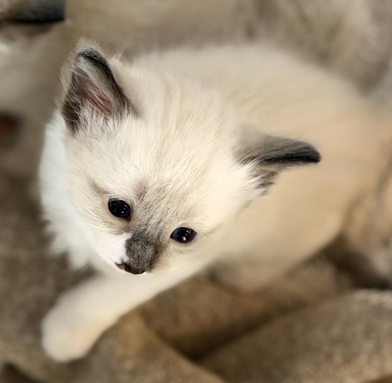 Blue Eyed Ragdoll Balinese Mix Kittens photo 10