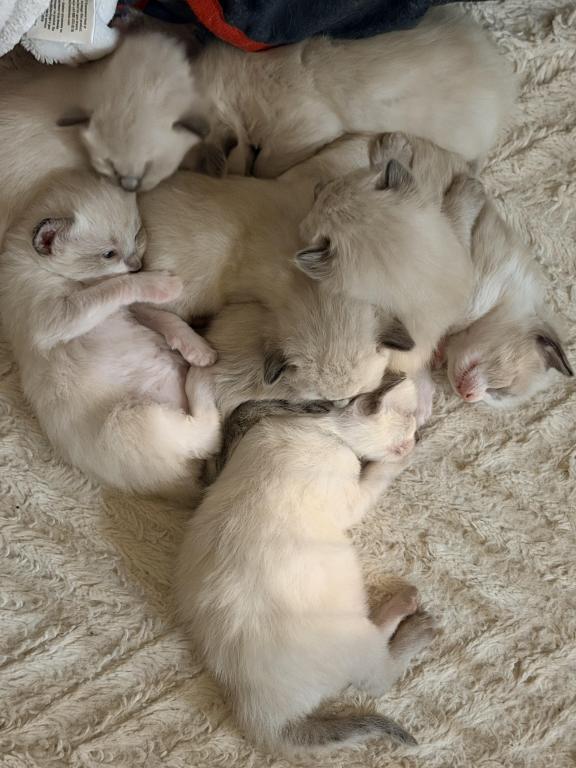 Blue Eyed Ragdoll Balinese Mix Kittens photo 29