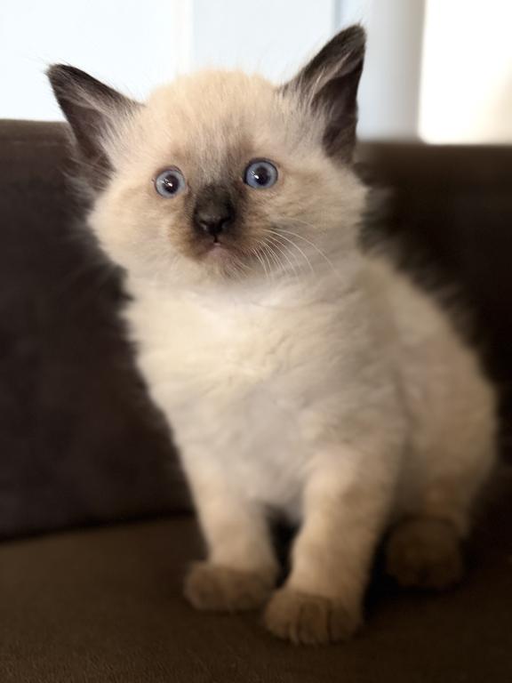 Blue Eyed Ragdoll Balinese Mix Kittens photo 19