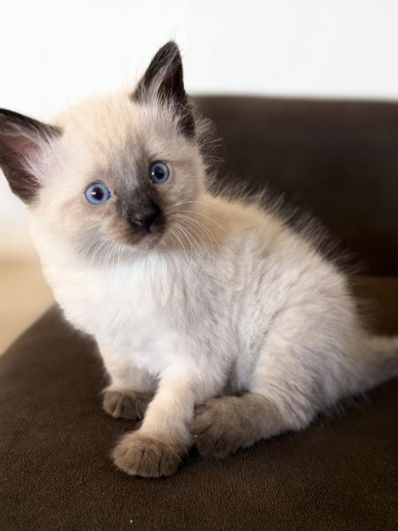 Blue Eyed Ragdoll Balinese Mix Kittens photo 22