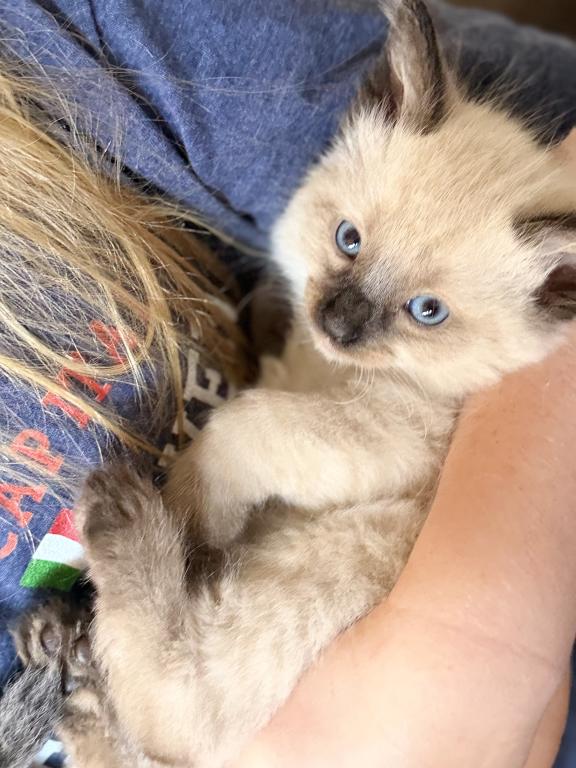 Blue Eyed Ragdoll Balinese Mix Kittens