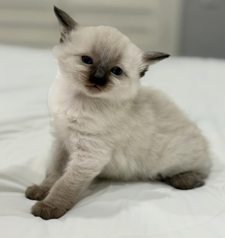 Blue Eyed Ragdoll Balinese Mix Kittens photo 2