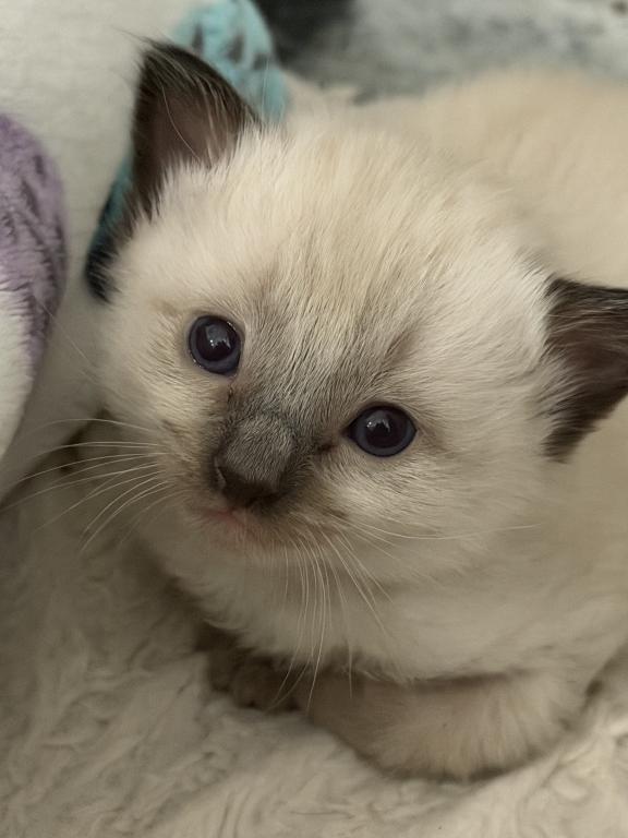 Blue Eyed Ragdoll Balinese Mix Kittens photo 27