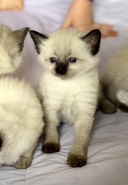 Blue Eyed Ragdoll Balinese Mix Kittens photo 5