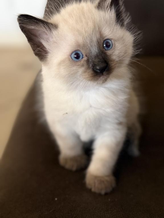 Blue Eyed Ragdoll Balinese Mix Kittens photo 24