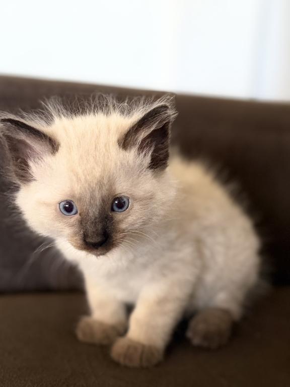 Blue Eyed Ragdoll Balinese Mix Kittens photo 23