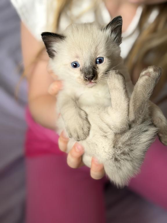 Blue Eyed Ragdoll Balinese Mix Kittens photo 12