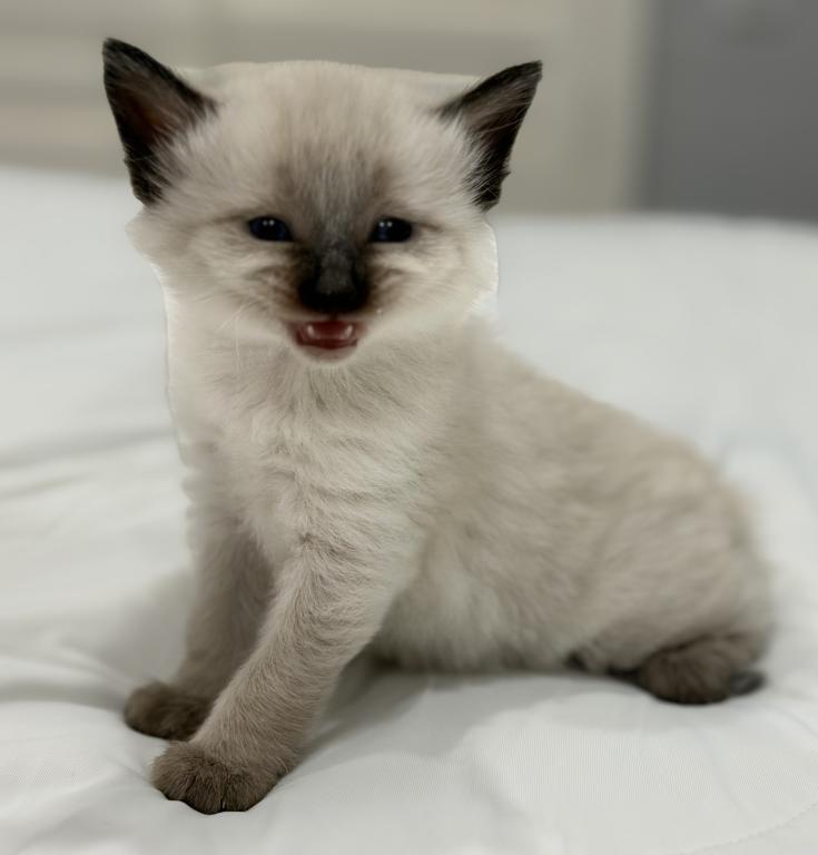 Blue Eyed Ragdoll Balinese Mix Kittens photo 4