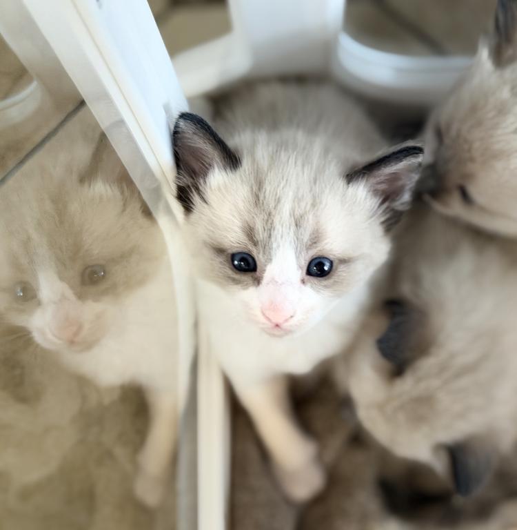 Blue Eyed Ragdoll Balinese Mix Kittens photo 17