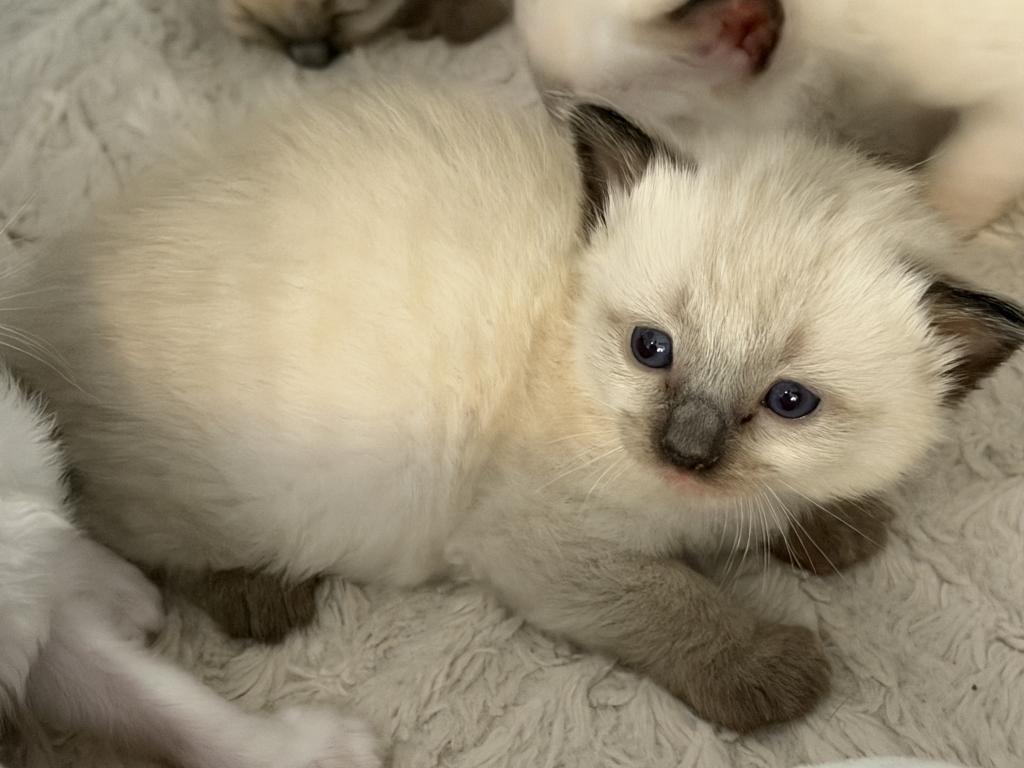 Blue Eyed Ragdoll Balinese Mix Kittens photo 26