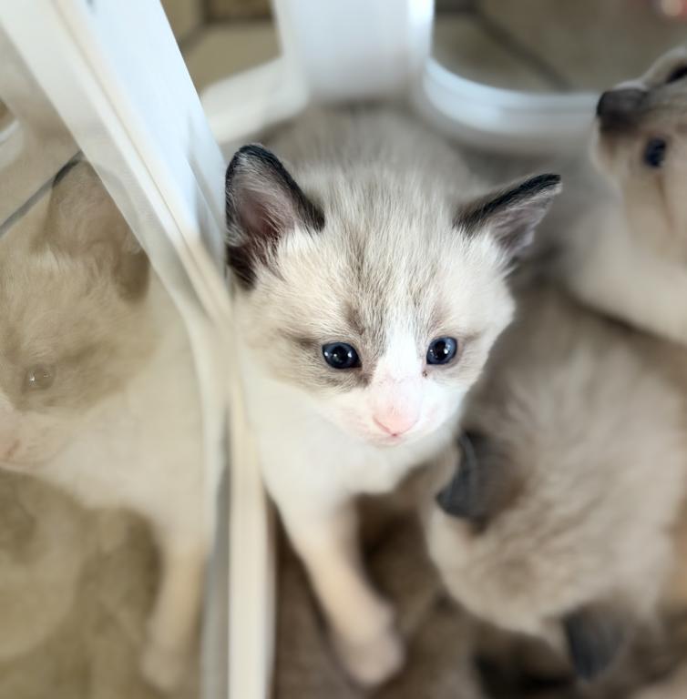 Blue Eyed Ragdoll Balinese Mix Kittens photo 16