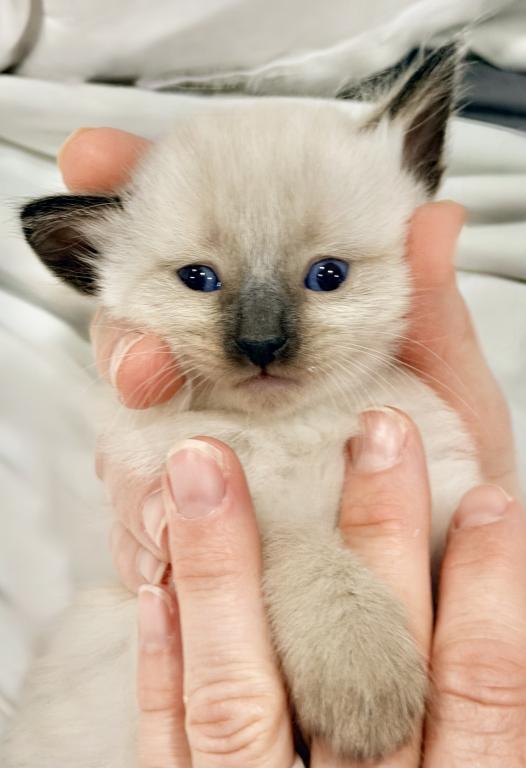 Blue Eyed Ragdoll Balinese Mix Kittens photo 6