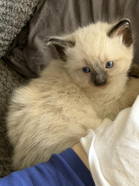 Blue Eyed Ragdoll Balinese Mix Kittens photo 20