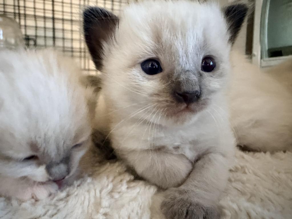 Blue Eyed Ragdoll Balinese Mix Kittens photo 33