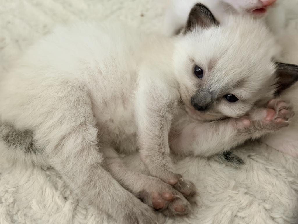 Blue Eyed Ragdoll Balinese Mix Kittens photo 30