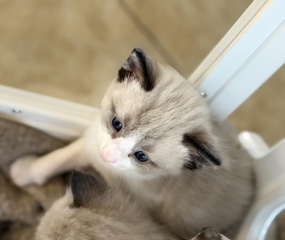 Blue Eyed Ragdoll Balinese Mix Kittens photo 8