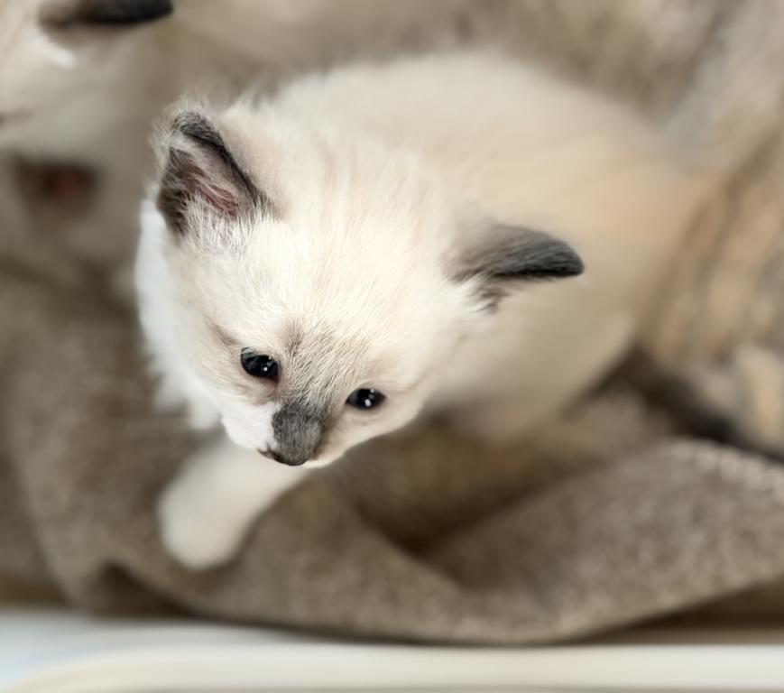 Blue Eyed Ragdoll Balinese Mix Kittens photo 14