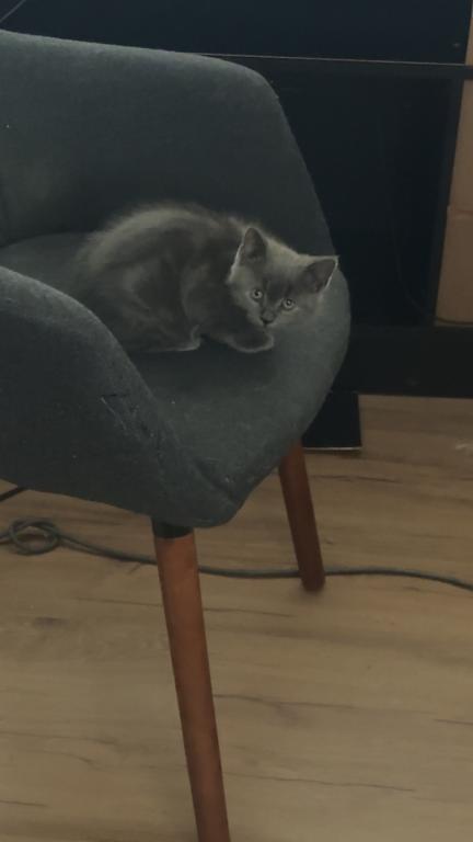Himalayan Grey Kitten photo 7