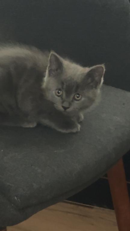 Himalayan Grey Kitten photo 6