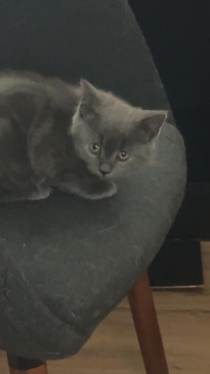 Himalayan Grey Kitten photo 1